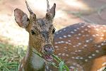 Axis_Deer_or_Chital_Deer Axis_Deer_or_Chital_Deer