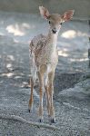 Beautiful_Small_Fawn Beautiful_Small_Fawn