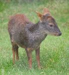 Chilean_Pudu_The_Smallest_Deer Chilean_Pudu_The_Smallest_Deer