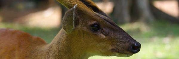 Common Muntjac
