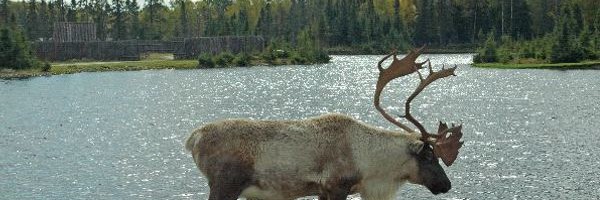 Deer Distribution