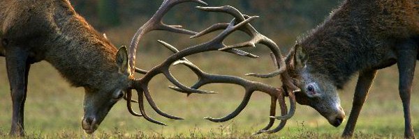 Estructura Social del Ciervo