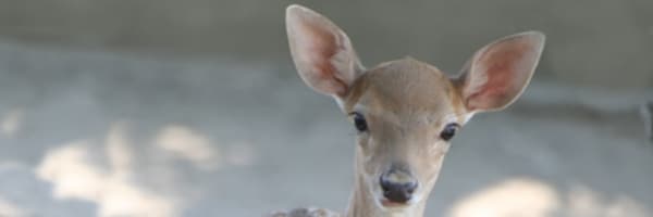 Deer and Humans