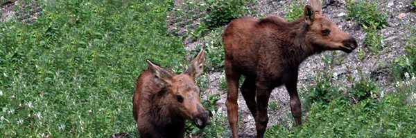 Deer Reproduction