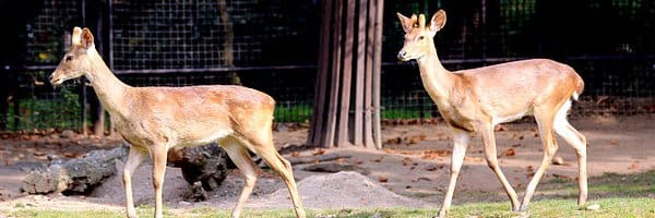 Eld’s Deer