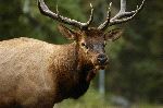 Elk_Closeup Elk_Closeup