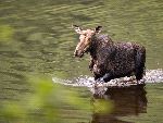 Female_Moose_Crossing_a_River Female_Moose_Crossing_a_River