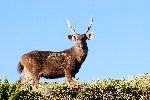 Sambar Mirando a la Cámara