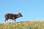 Formosan_Sambar_over_the_Hill Formosan_Sambar_over_the_Hill