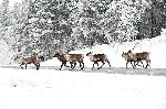 Group_of_Reindeers Group_of_Reindeers