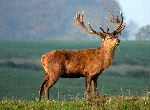 Male Red Deer Eating Male Red Deer Eating