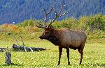 Ciervo Canadiense en su Hábitat Natural
