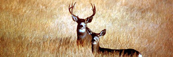 Mule Deer