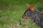 Pudu_Closeup Pudu_Closeup