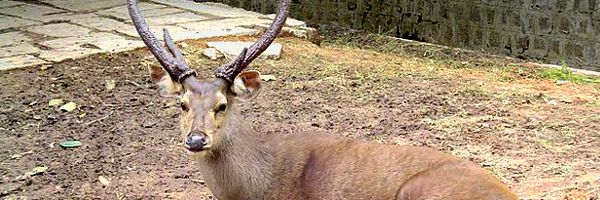 Sambar Deer