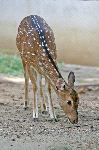 Spotted_Axis_Deer also Known as Chital Deer Spotted_Axis_Deer also Known as Chital Deer