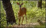 White-Tailed_Deer_in_Forest White-Tailed_Deer_in_Forest