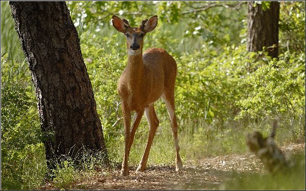 [Image: White-Tailed_Deer_in_Forest_600.jpg]