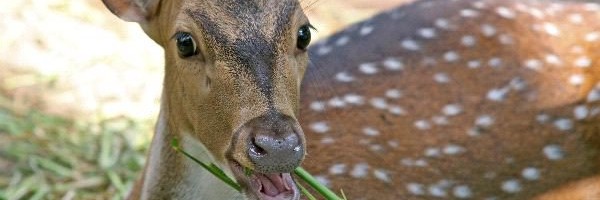 Axis Deer or Chital Deer
