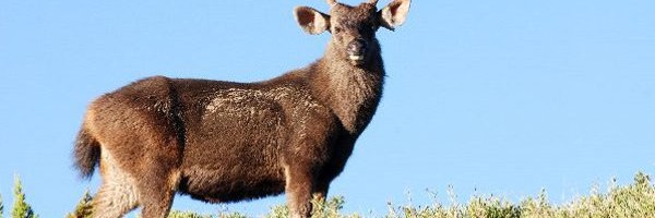 Deer Anatomy