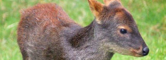 Deer in Captivity and Deer Farms
