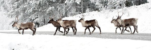 Deer Communication