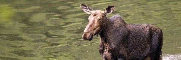 Deer Conservation