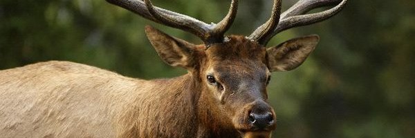 Deer Hunting
