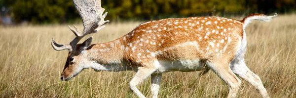 Deer in Popular Culture