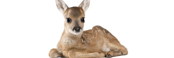Deer in Hollywood