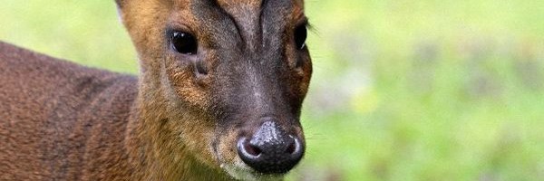 Deer Research