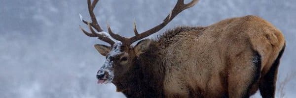 Elk