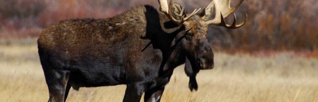 Moose