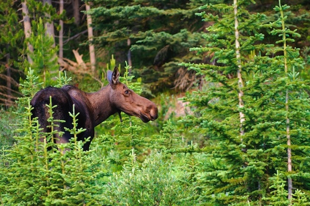 Hábitat de los alces.