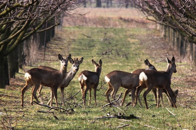 Características del corzo.