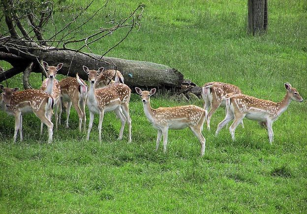 Información sobre el gamo europeo