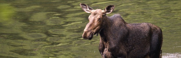 Investigación Sobre el Ciervo