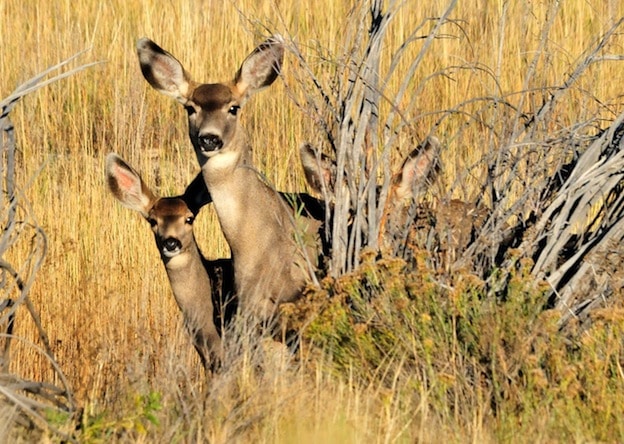 Información sobre el venado bura