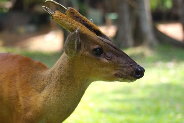 Características del muntíaco de la India