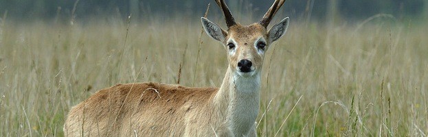 Venado de las Pampas