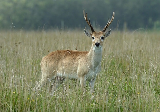 Características del venado de las Pampas