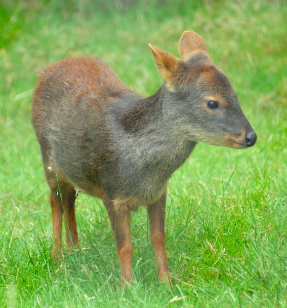 Características del pudú