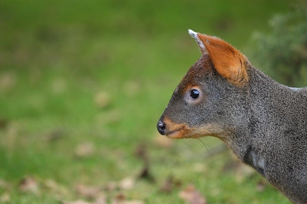 Información sobre el pudú