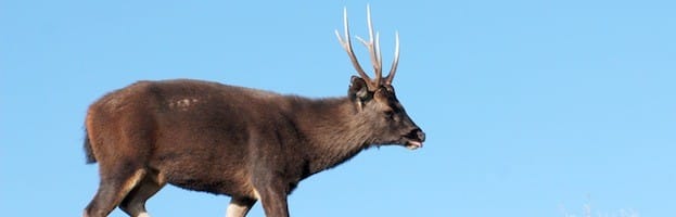 Sambar