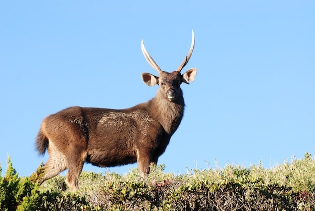 Características del sambar