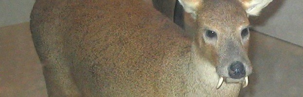Water Deer